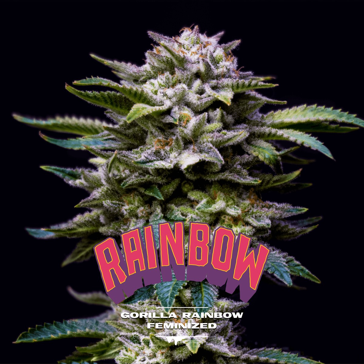 Gorilla Kingdom Rainbow Feminized by BSF Seeds