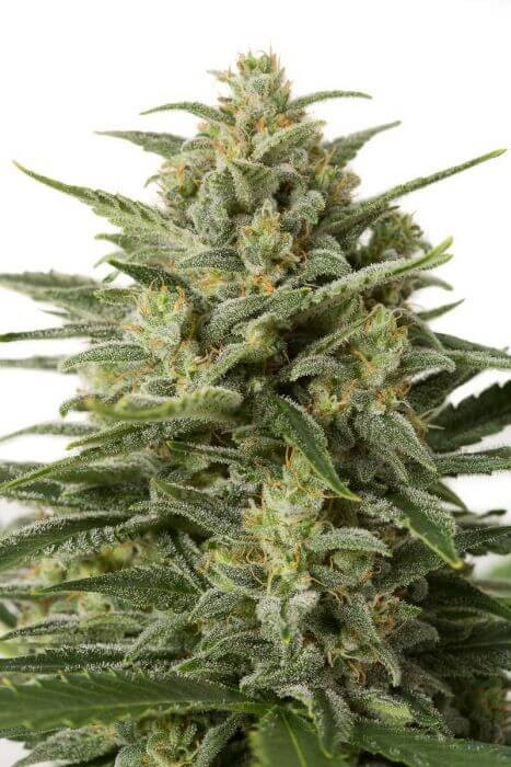 White Widow XXL Auto Autoflower by Dinafem