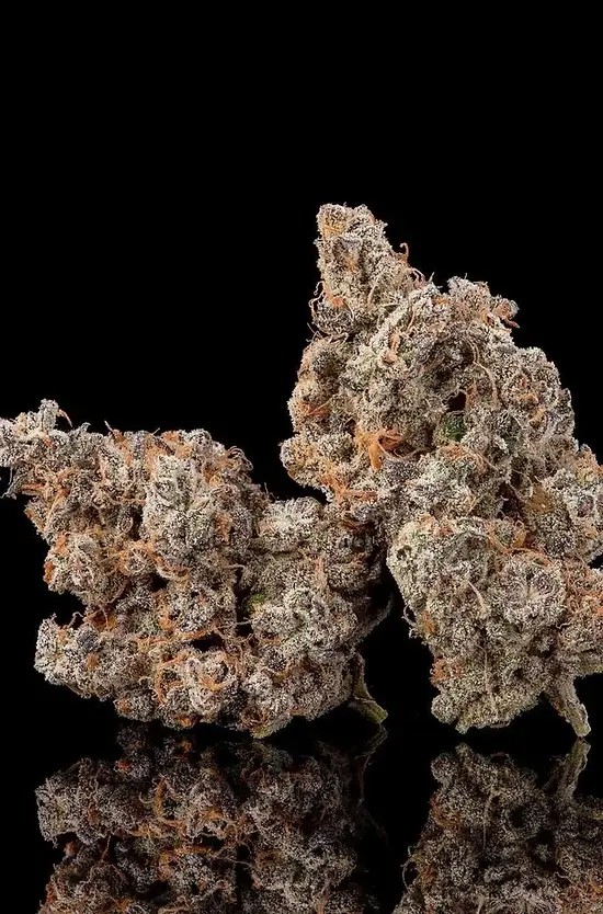 Ice Pie Feminized by Botafarm Genetics