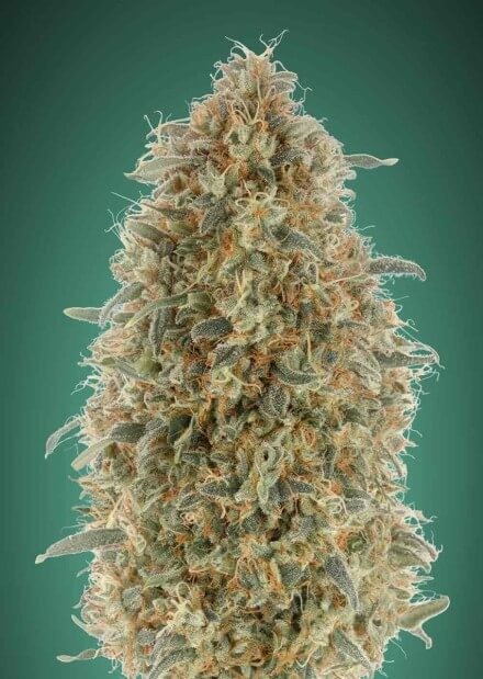 Gorilla Blue Feminized by Advanced Seeds