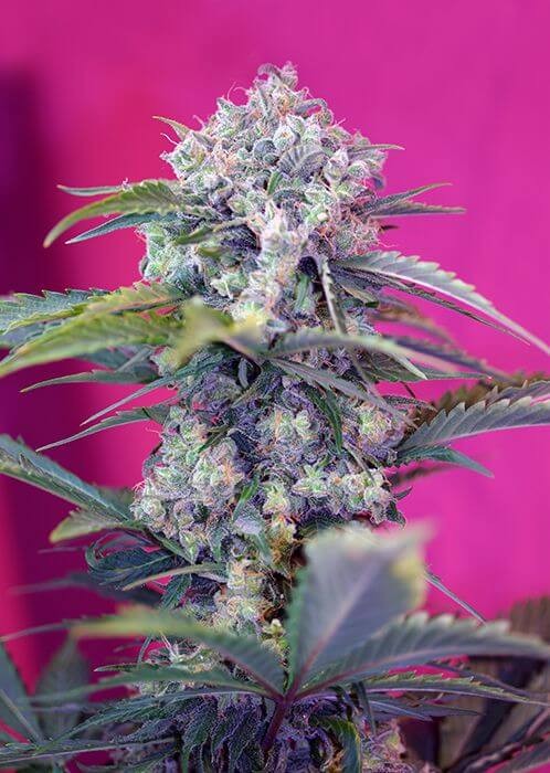 Cream Mandarine Auto Autoflower by Sweet Seeds