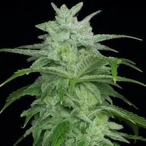 Headbanger F2 Regular by cannapot