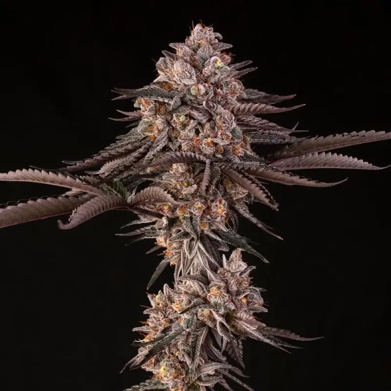 Jamaican Sunset Feminized by Silent Seeds