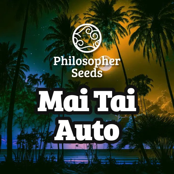 Mai Tai Auto Autoflower by Philosopher Seeds