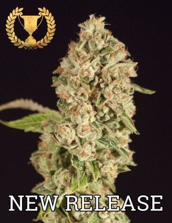 OG Reek'n Fem Feminized by The Devil’s Harvest Seeds