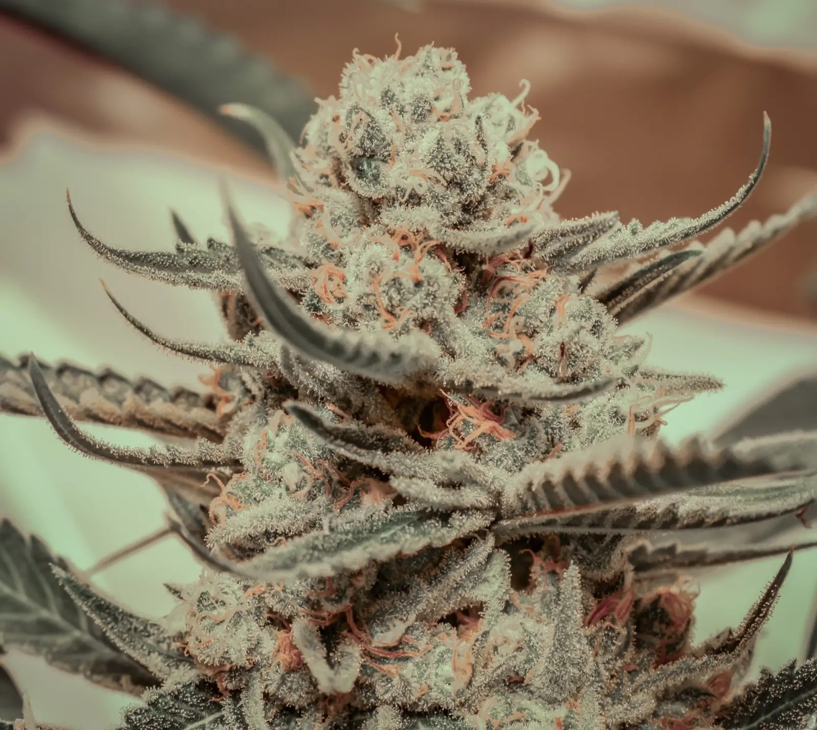 Killer Queen Feminized by Brothers Grimm Seeds