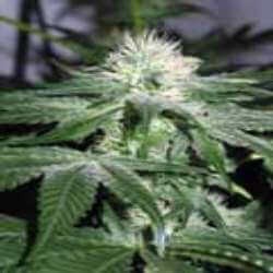 Ice Feminized by Female Seeds