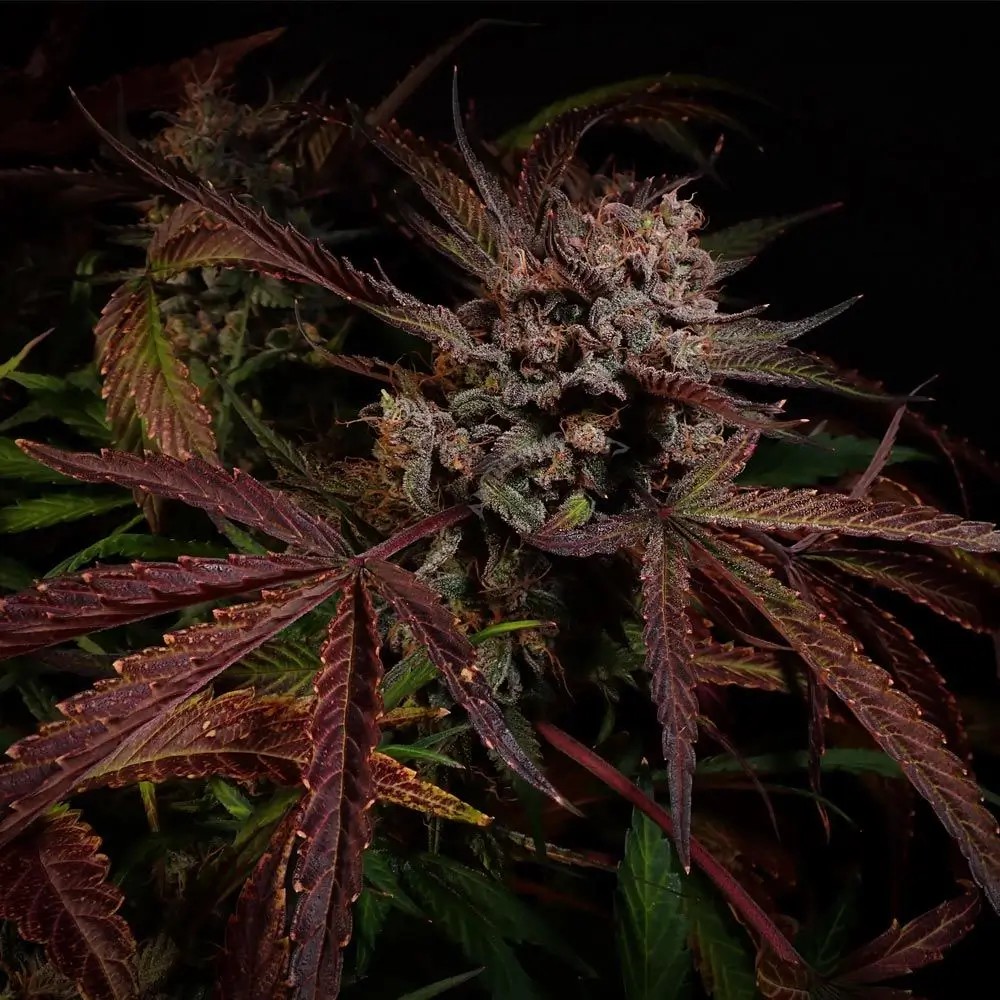 Creme de la Compton F3 Auto Autoflower by Night Owl Seeds