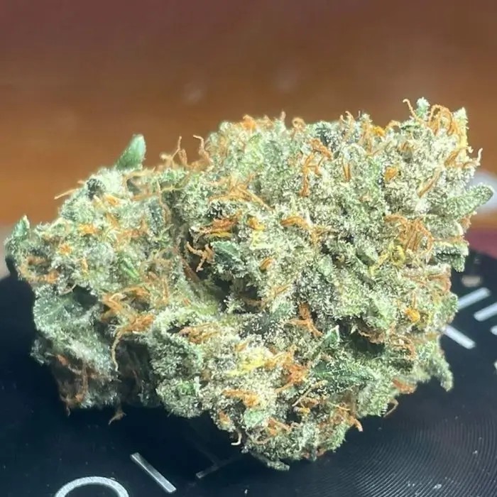 Sirius Blue Auto Autoflower by Night Owl Seeds