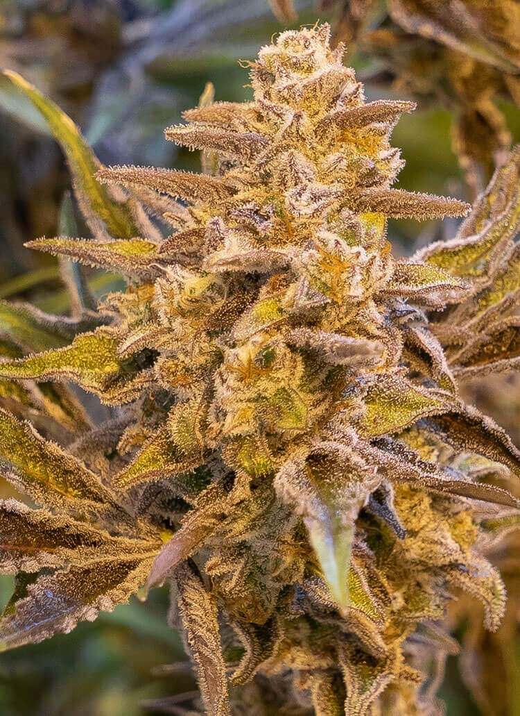 High Voltage Auto Autoflower by High Speed Buds