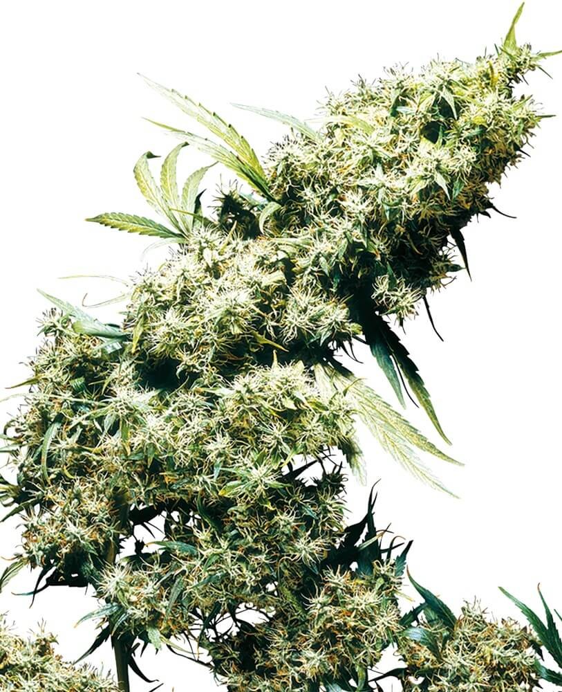Jamaican Pearl Regular by Sensi Seeds