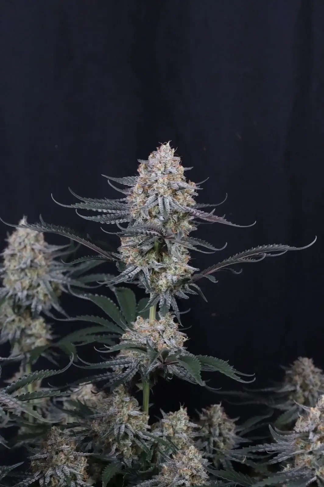 Guava Sundae Auto Autoflower by Fast Buds