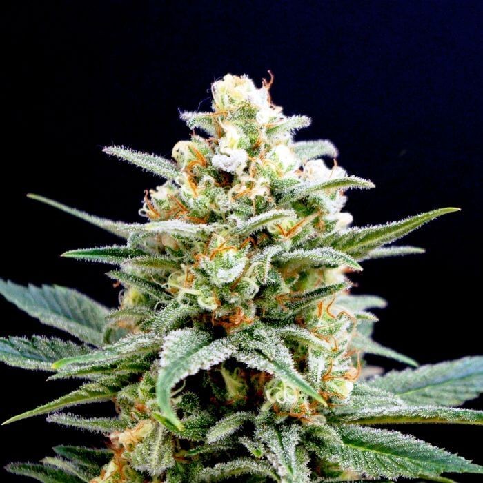 Kritikal K Feminized by Kannabia