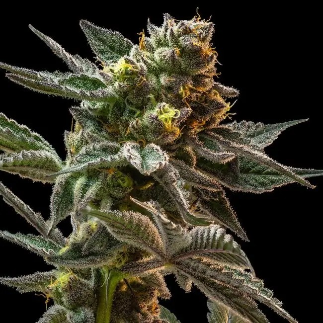 Gush Mintz Feminized by Seedsman