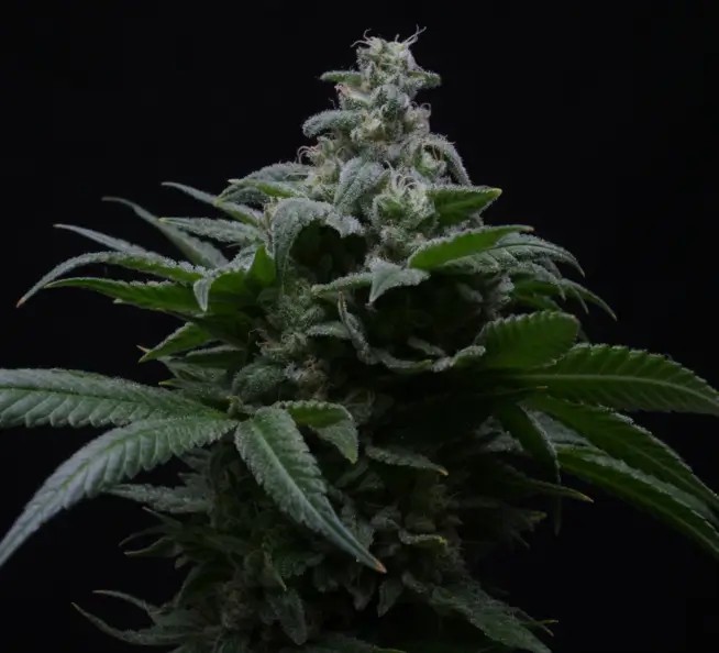 Hibiscus Auto Autoflower by R-Kiem Seeds