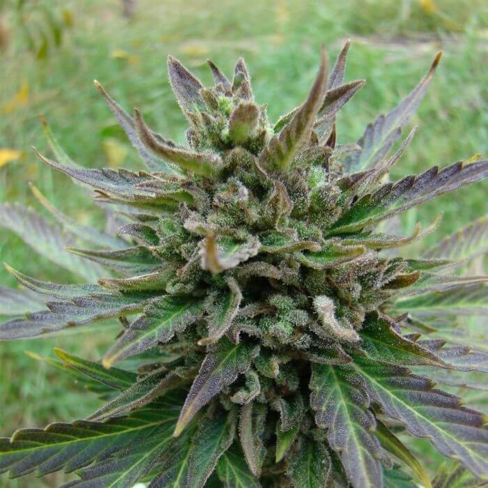 Kickass Auto (B.Lee Auto) Autoflower by Kannabia