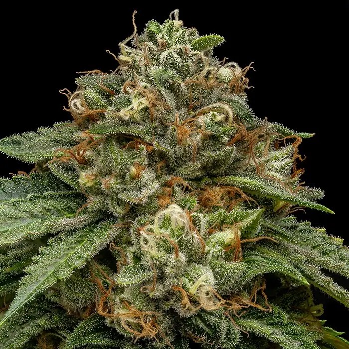 Kroma Feminized by Ripper Seeds