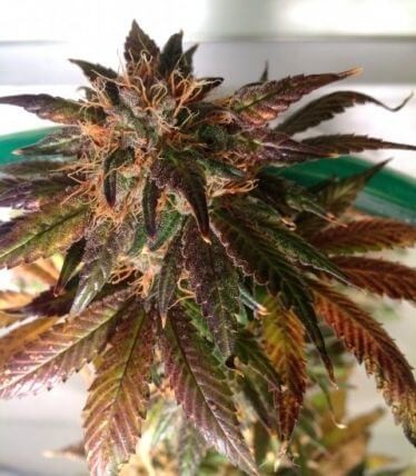 Purple Strawberry Bliss Feminized by Pheno Finder Seeds