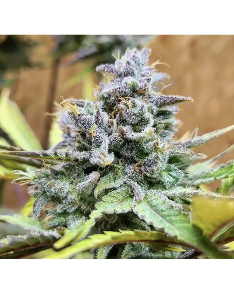 Girl Scout Cookies Auto Autoflower by The Cali Connection