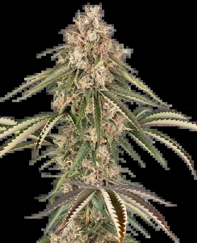 Garlic Gas Feminized by Sensi Seeds