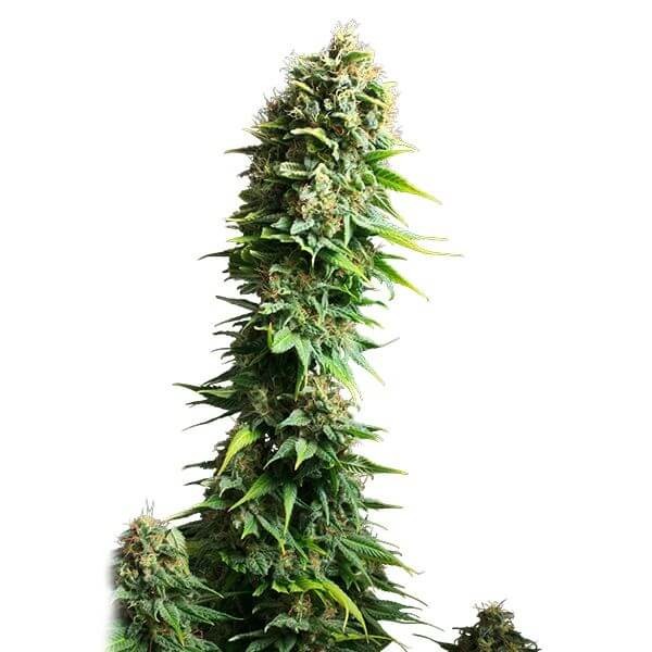 Fruit Spirit Feminized by Royal Queen Seeds