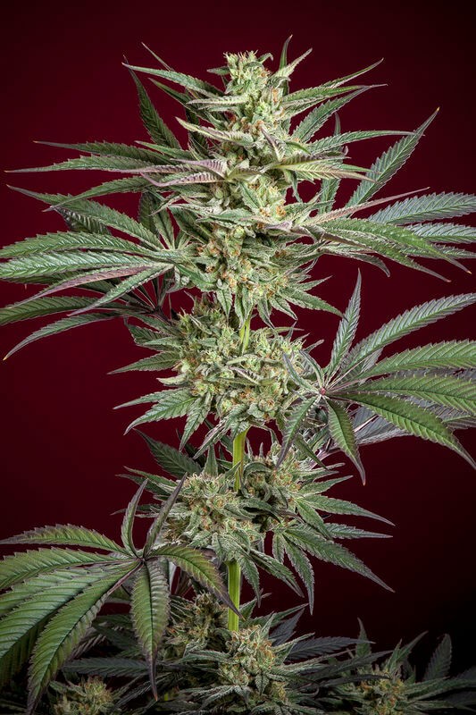 Juanita la Lagrimosa Feminized by Reggae Seeds