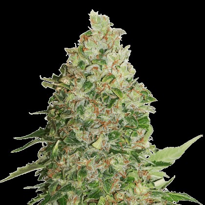 Critical XXL BCN Feminized by Seedstockers