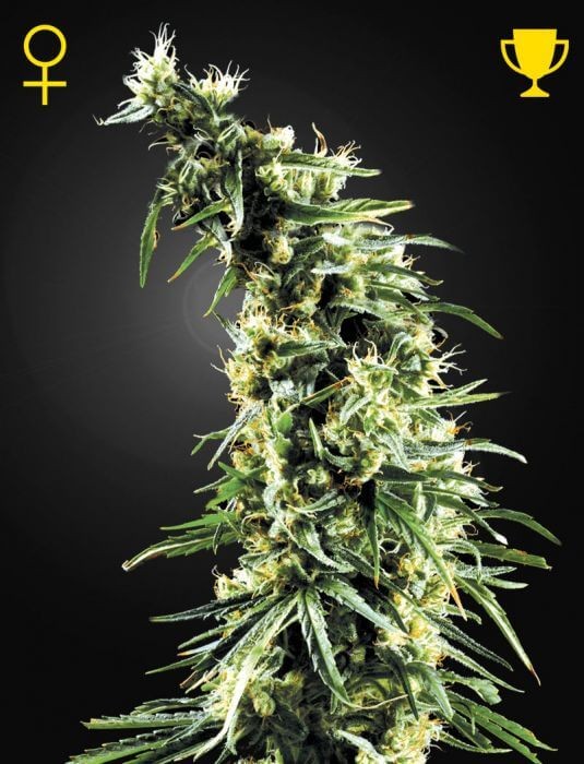 Hawaiian Snow Feminized by Green House seeds