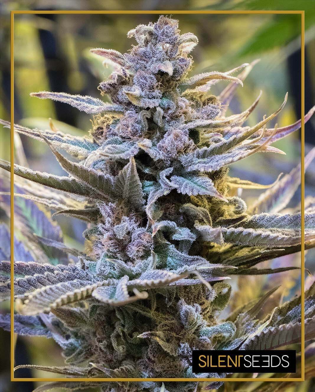 Cookielato Feminized by Silent Seeds