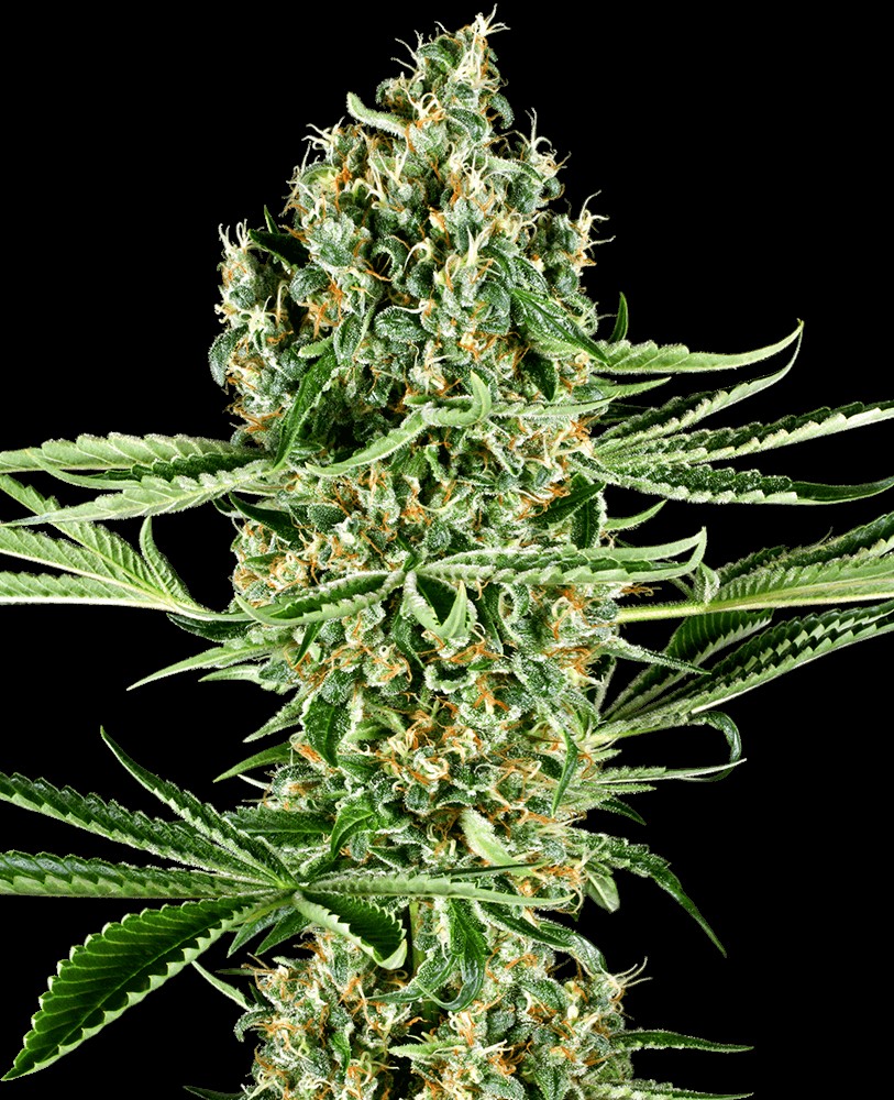 Critical Runtz Feminized by Sensi Seeds