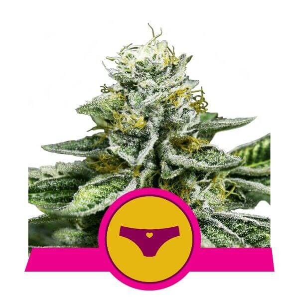 Sherbet Queen Feminized by Royal Queen Seeds