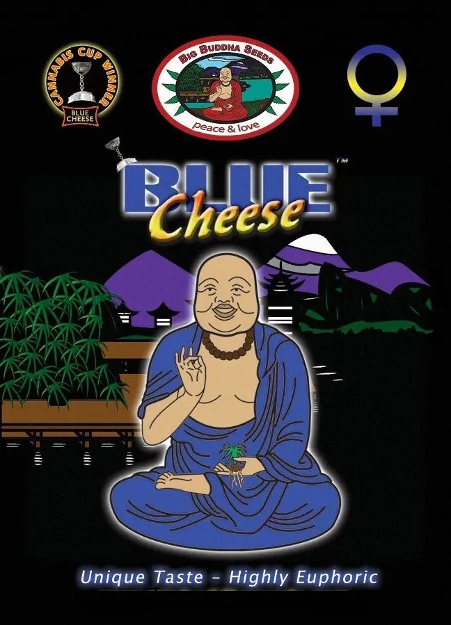 Blue Cheese Feminized by Big Buddha Seeds