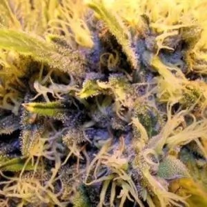 Double D Reg Regular by K.C. Brains