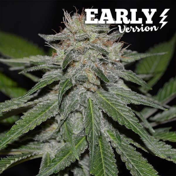 Critical Neville Haze Early Version Feminized by Delicious Seeds