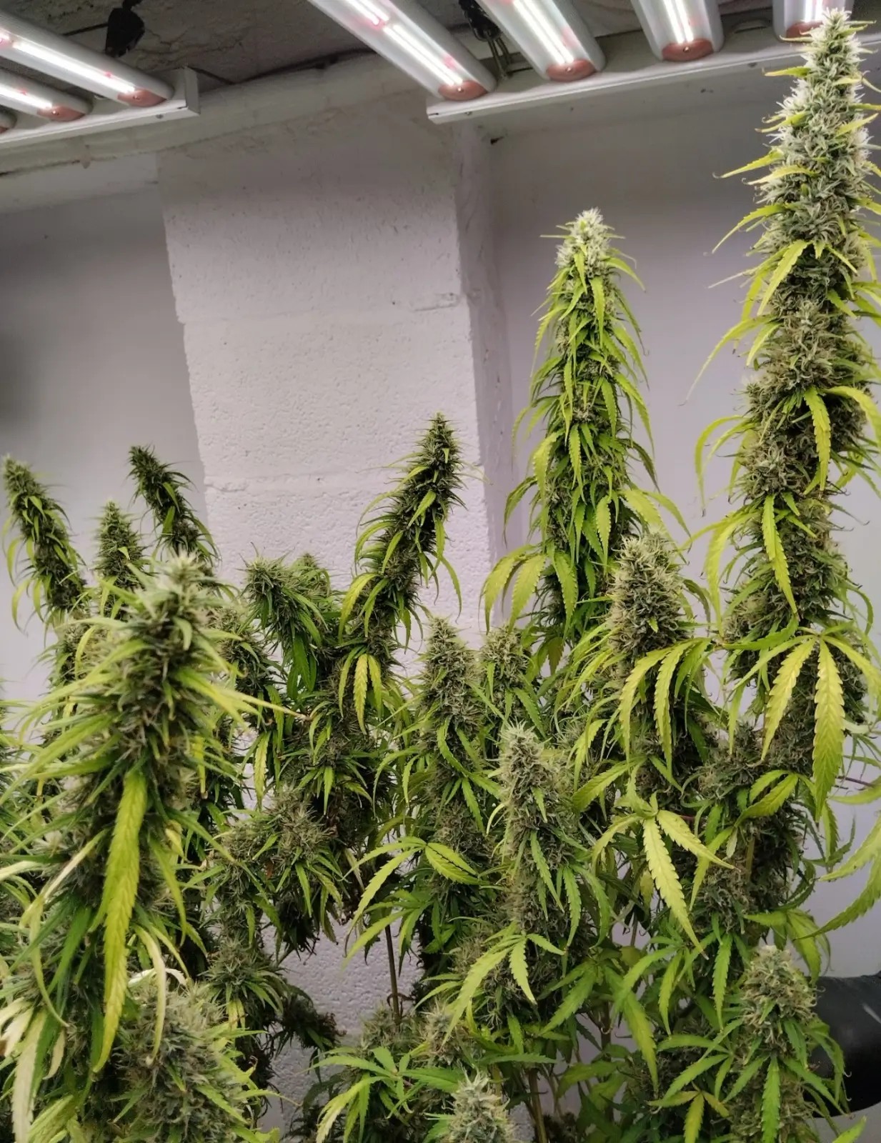 Colossus Feminized by Ace Seeds