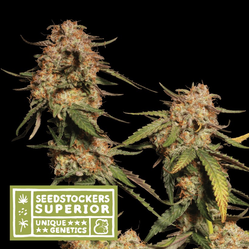 Blue Moby Feminized by Seedstockers