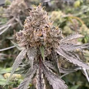 Gummy Bears Autoflower by Mosca Seeds