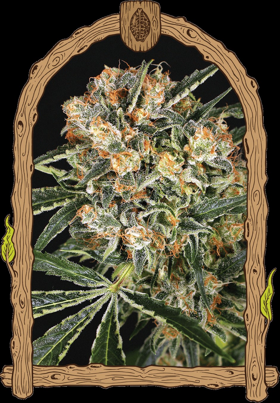 Hippie Therapy CBD Feminized by Exotic Seed