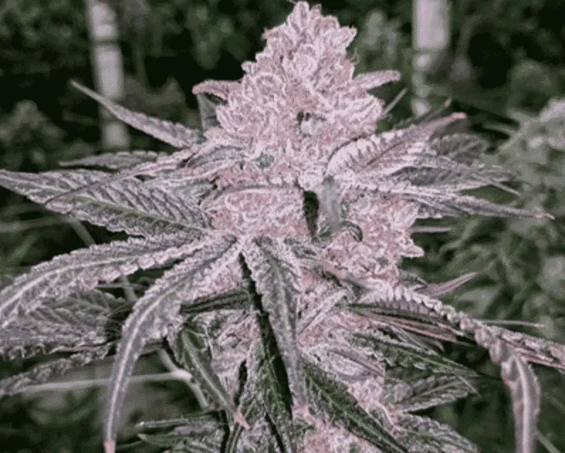 Jelly Sickle Feminized by In House Genetics