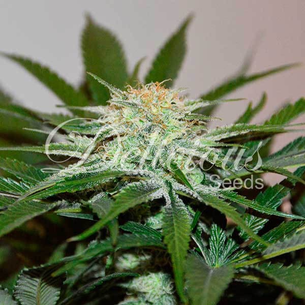 Descojack Feminized by Delicious Seeds