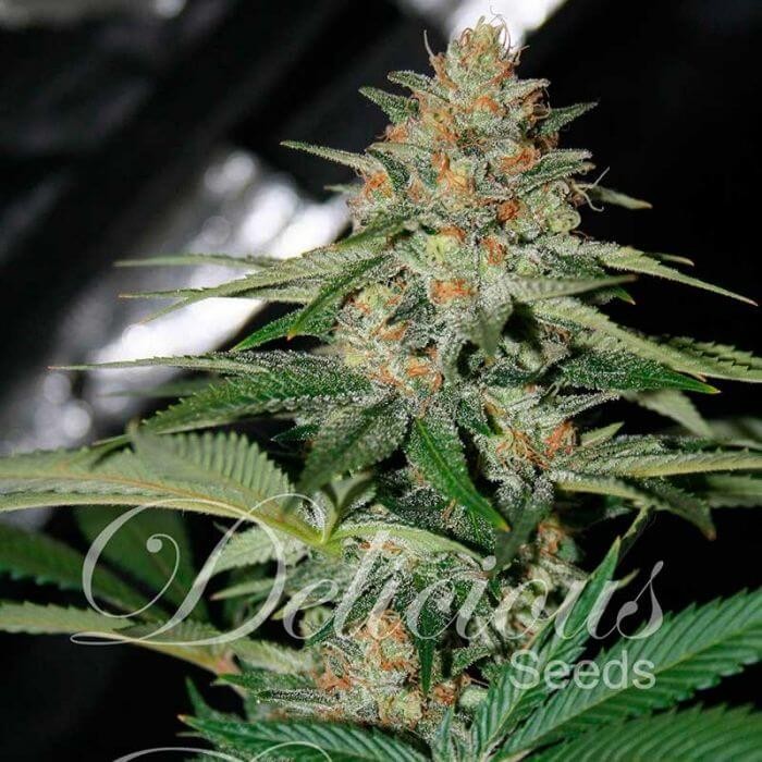 Delicious Candy Regular by Delicious Seeds