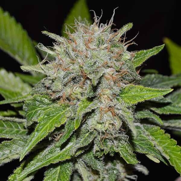 Deep Mandarin Feminized by Delicious Seeds