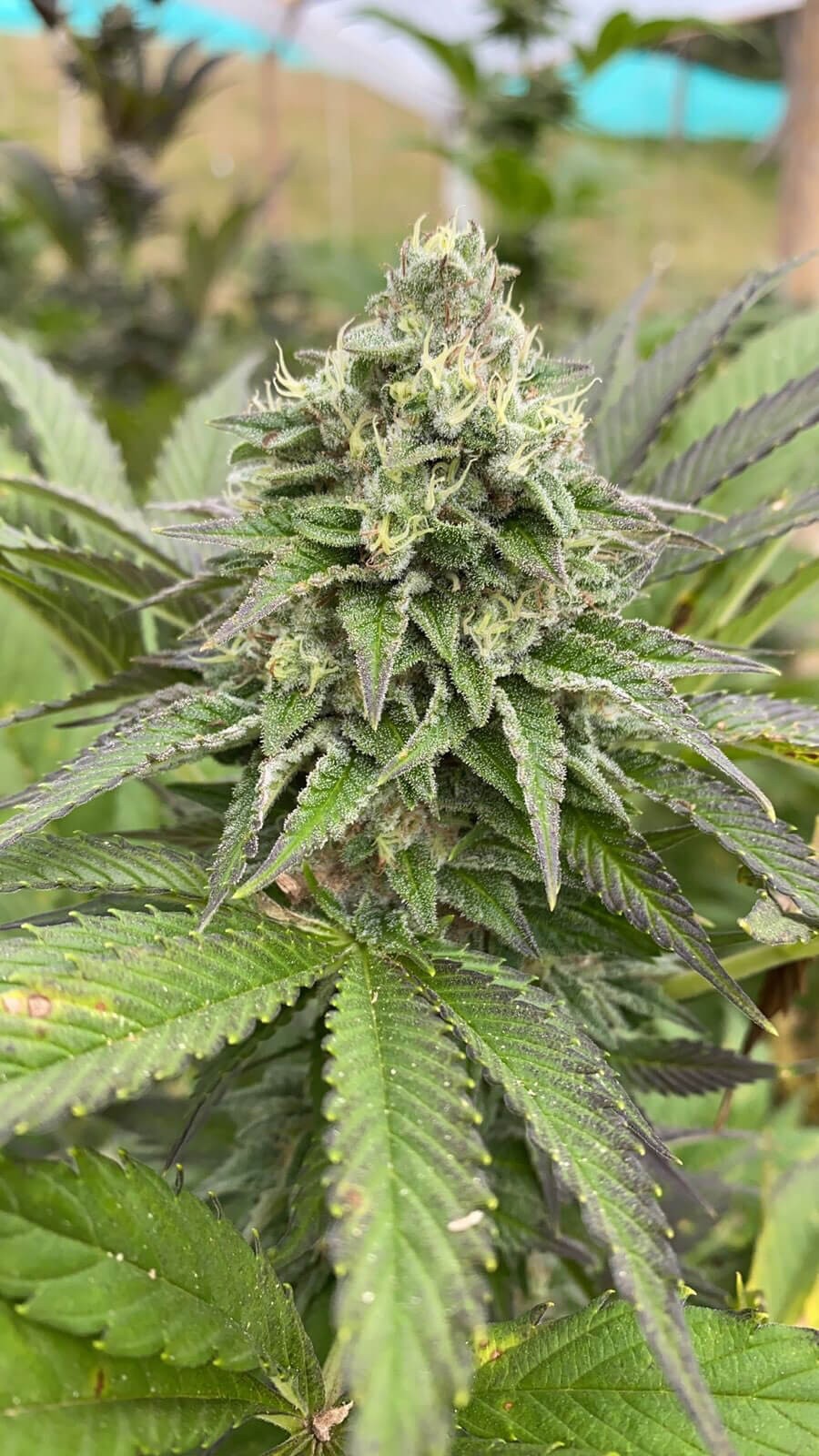 Dream Sherbet Auto Autoflower by Kannabia