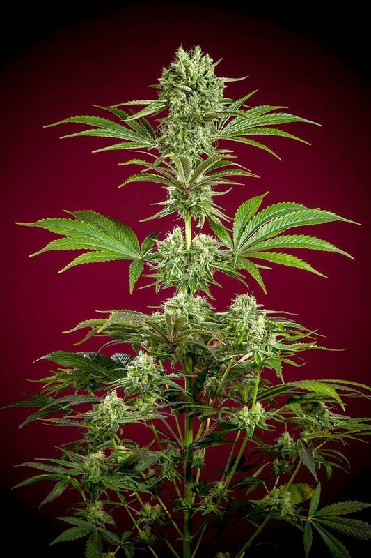 Dancehall Regular by Reggae Seeds