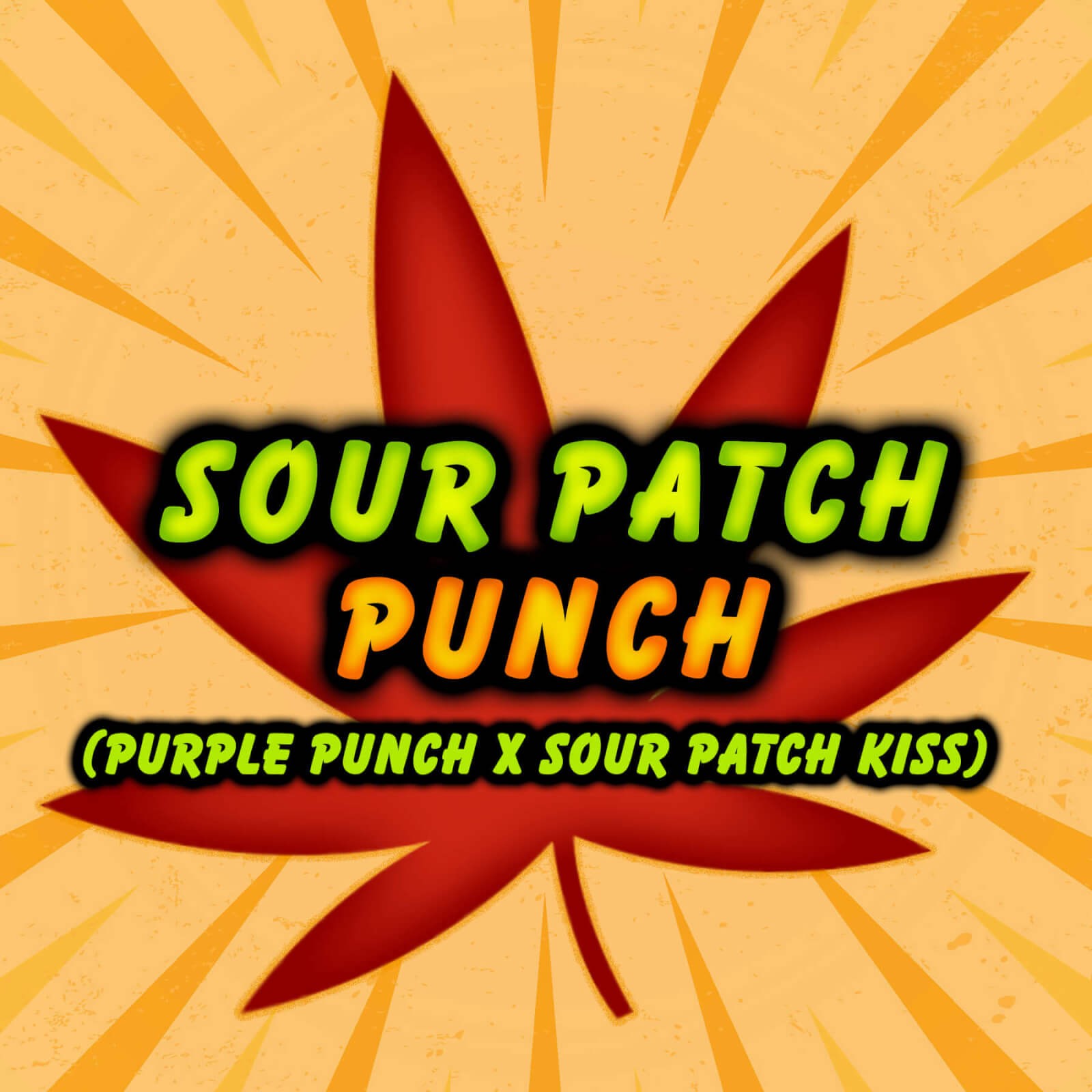 Sour Patch Punch Feminized by Elev8 Seeds