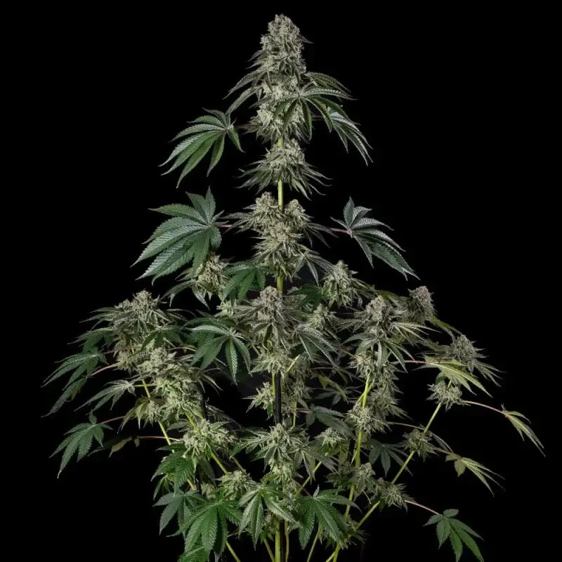 Jamaican Mountain Feminized by Silent Seeds