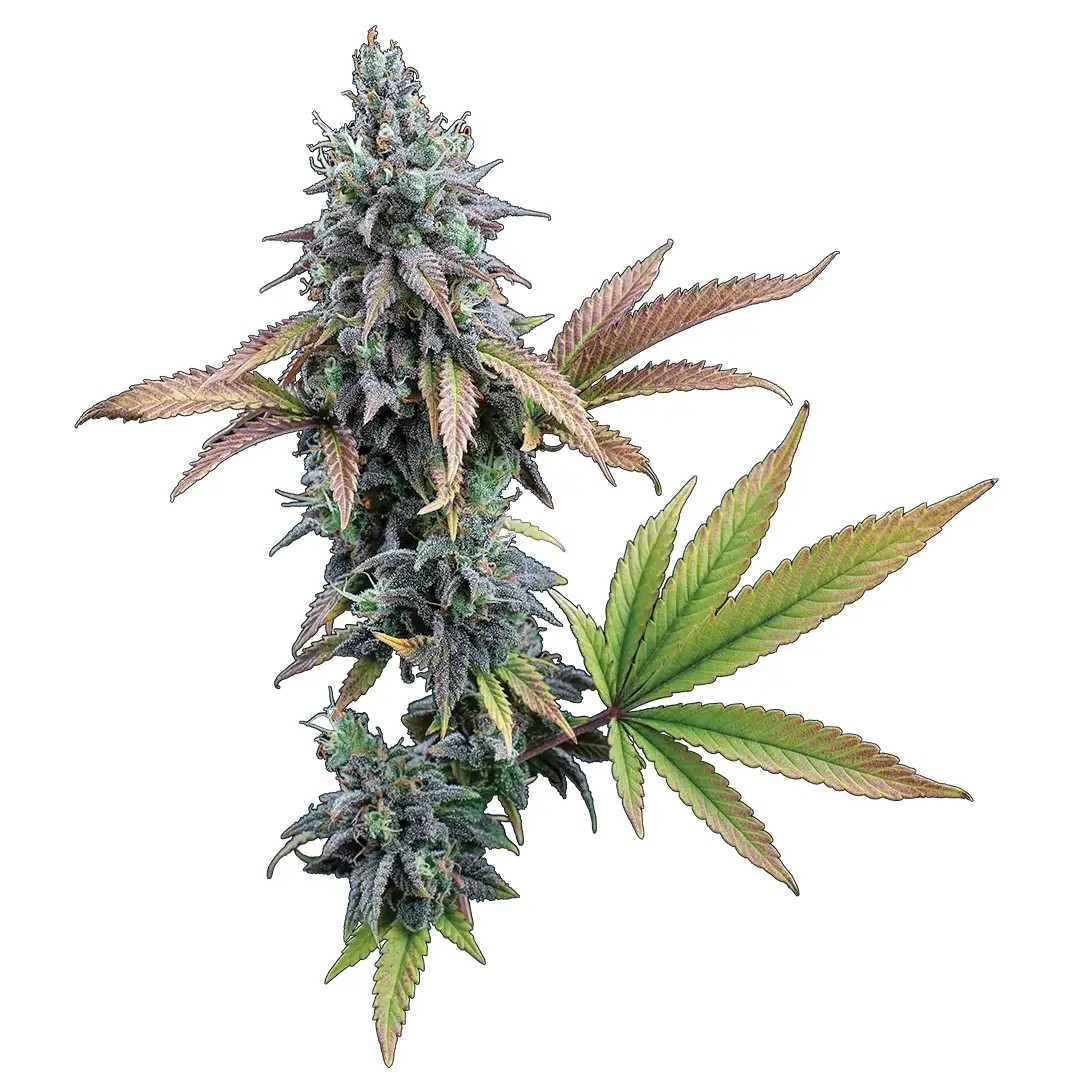 Cinderella 99 Feminized by Brothers Grimm Seeds