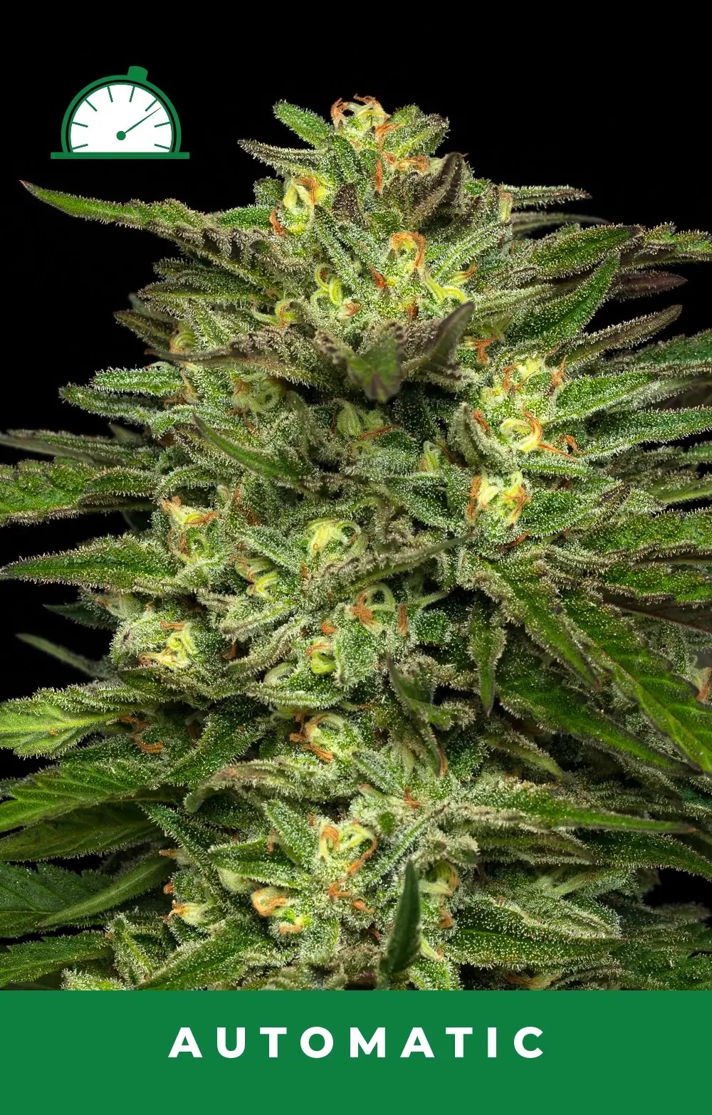 Dream Queen Auto Autoflower by Humboldt Seed Company
