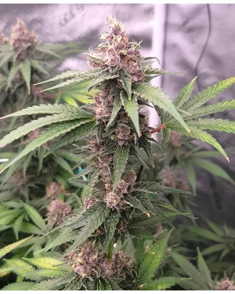 Island Punch Auto Autoflower by The Cali Connection