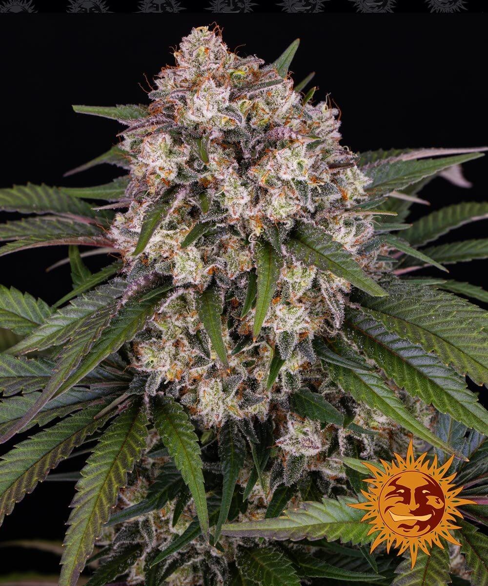 OG Kush Auto Autoflower by Barneys Farm
